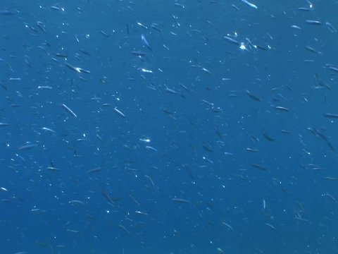 school of little fish swim under sun shine and beams underwater mediterranean sea ocean scenery