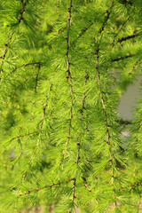 Branch of larch with fresh leaves backlit by the sun