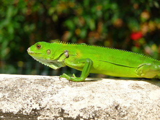 gros lézard de guyane française