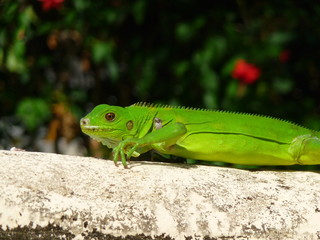 gros lézard de guyane française
