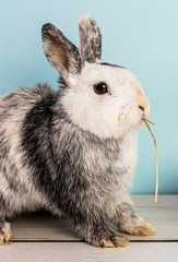 Cute black and white bunny eating hay over a wooden table with blue background © Ana BG