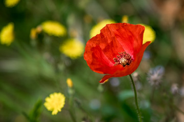 Poppy Flower in Meadow