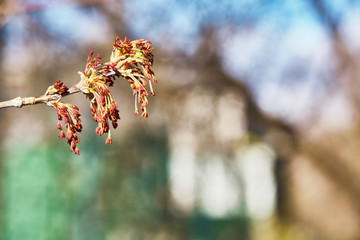 maple buds on the street macro