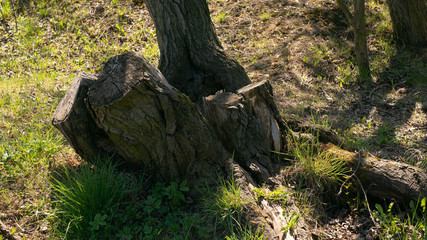 Pień drzewa. © Bernadeta
