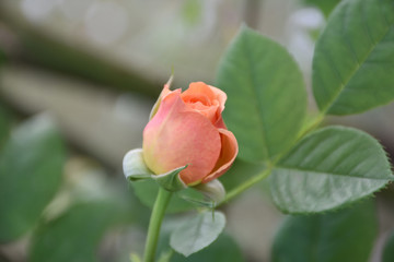 Rose bud close up, with a delicate velvety appearance. Natural green background