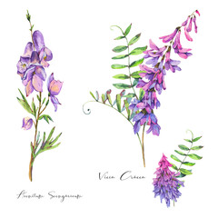 Watercolor summer set of violet wildflowers. Botanical design elements