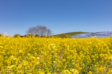 Obraz premium 国営ひたち海浜公園の菜の花とネモフィラ