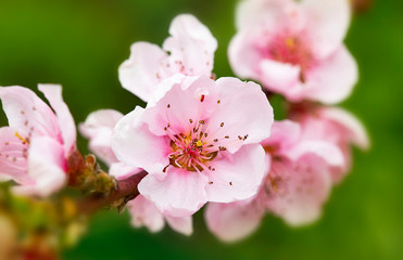 Bright flowers of fruit trees in the spring garden. Beautiful bright spring background. Spring garden