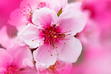 Bright flowers of fruit trees in the spring garden. Beautiful bright spring background. Spring garden