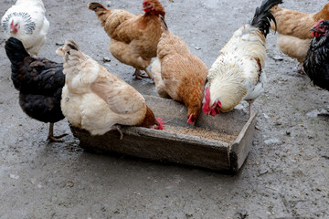 A group of free range chickens eating outside on a farm