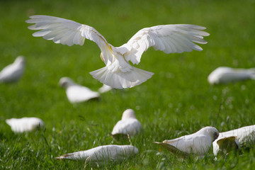 Rear View of a Corella Coming in to Land