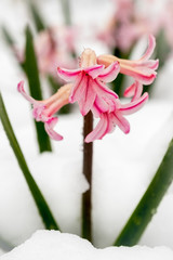 A pink hyacinth poking out of the snow