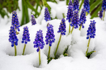 grape hyacinths poking out of the snow - 341842877