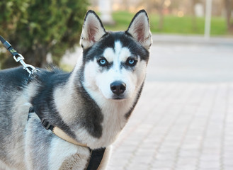 husky with blue eyes looks at the camera