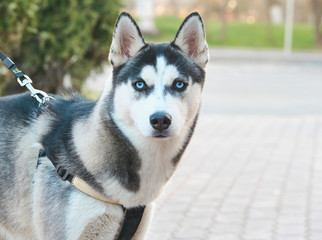 husky with blue eyes looks at the camera