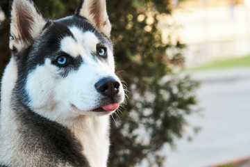 husky with blue eyes close up