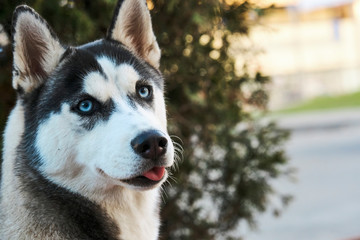 husky with blue eyes close up