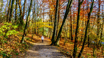 Senior Woman hiking the trails in Aldergrove Regional Park in fall colors in the Fraser Valley of British Columbia, Canada