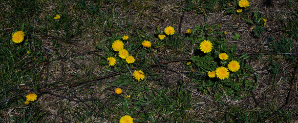 Moiki na polanie. © Bernadeta