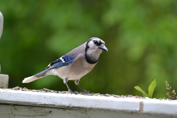 Blue Jay