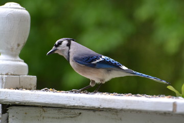 Blue Jay