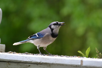 Blue Jay eating a seed.
