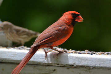 Cardinal eating a seed.