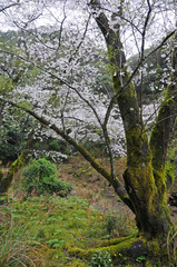 Obraz premium 桜 鹿児島県出水市高川ダム湖のさくら