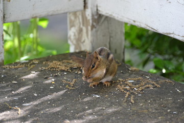 Chipmunk eating.