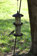 Bird on a feeder.