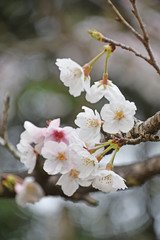 桜　鹿児島県出水市高川ダム湖のさくら