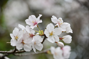 桜　鹿児島県出水市高川ダム湖のさくら