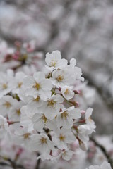 桜　鹿児島県出水市高川ダム湖のさくら