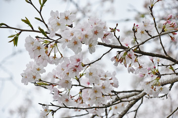 桜　鹿児島県出水市高川ダム湖のさくら