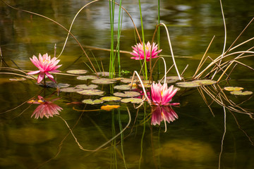 Water Lillies in Spring