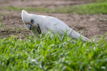 Corella Feeding on Grass Seed