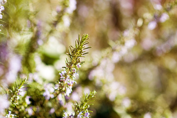 macro shot of fresh Rosemary branch Salvia rosmarinus flowers and branches bio organic culture in spring garden