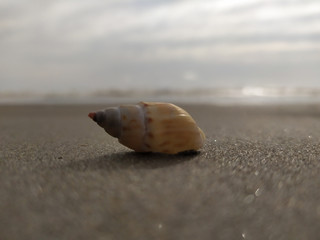shell on the beach