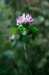 Fototapeta premium Summer Bloom