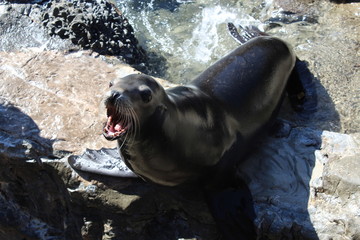 sea lion on the beach