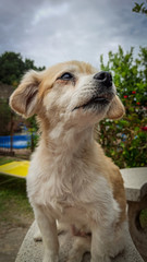 dog waiting for the rain