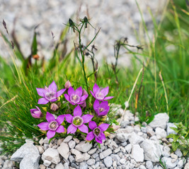 Alpine purple flowers of Gentianella germanica grow in Dachstein Mountains, Salzkammergut region, Upper Austria, Austria