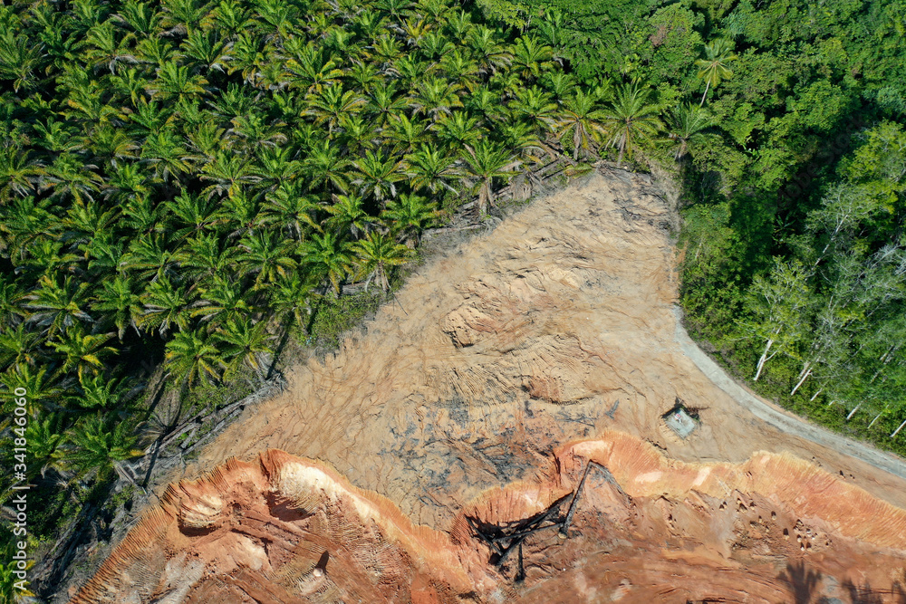 Wall mural Deforestation. Rainforest is cleared for palm oil industry. 