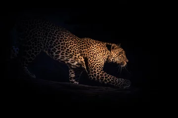 Fototapeten night portrait of a leopard on a tree sari sands reserve Kruger national park South Africa © Katya Tsvetkova 