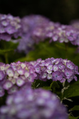 紫陽花の花