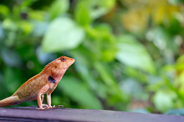 Garden Asian lizard in sunlight with bokeh background. Сlose up macro wildlife concept. Selective focus Space for text