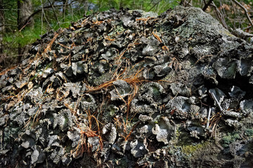 Rock Tripe and pine needles
