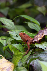 Garden Asian lizard in sunlight with bokeh background. Сlose up macro wildlife concept. Selective focus Space for text