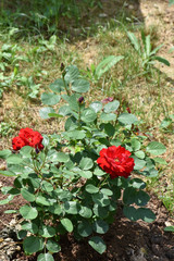 A low rose bush with two red flowers