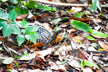 Turtle in Natural Florida Habitat  Foraging Through the Wood's Thickets